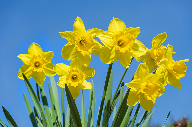 Daffodils and sky by Tambako the Jaguar on Flickr